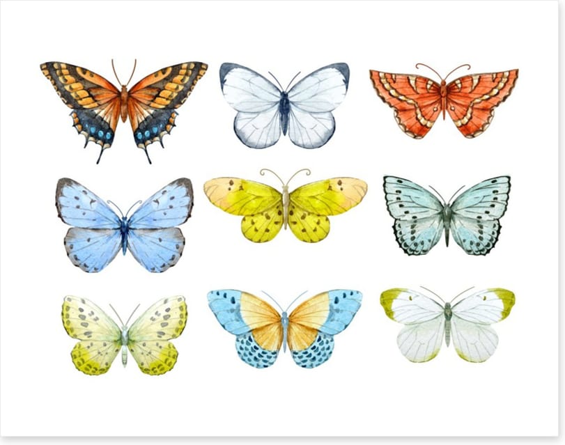 Butterfly nine