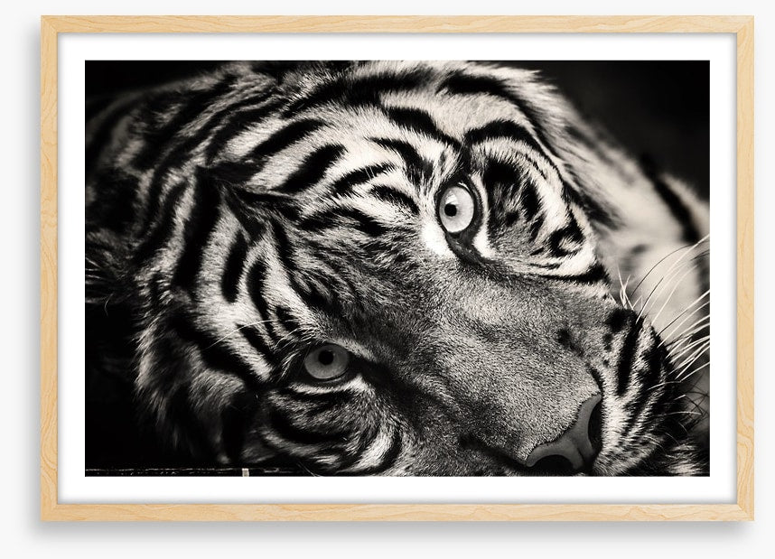 Sumatran stare