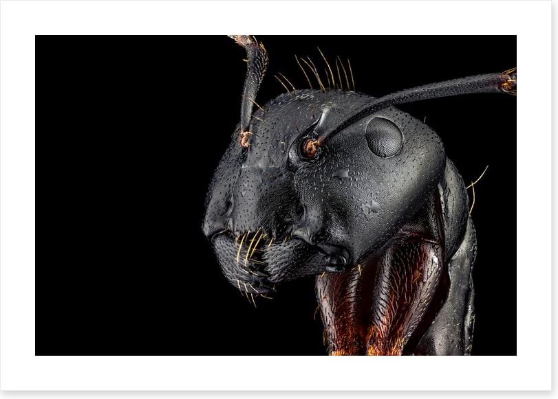 Insects