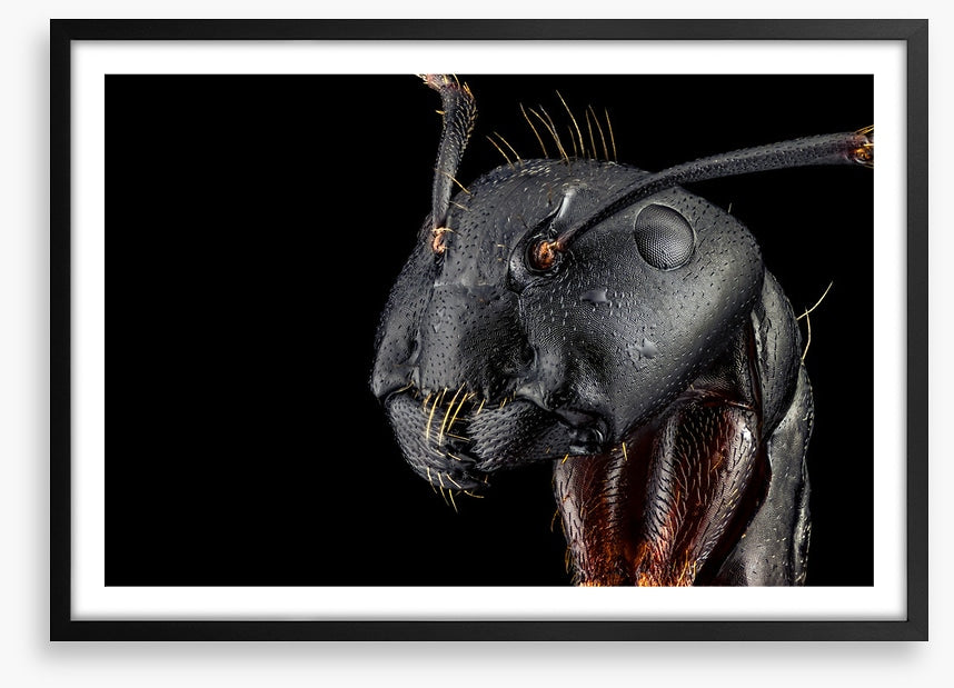 Insects