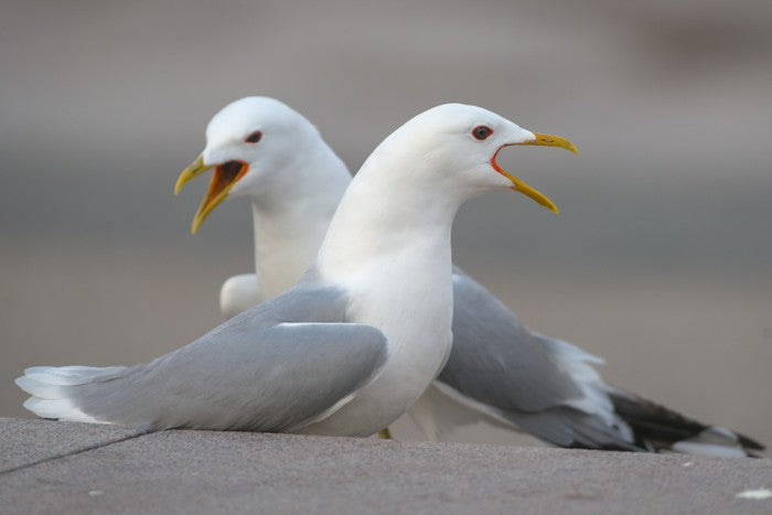 Seagull song