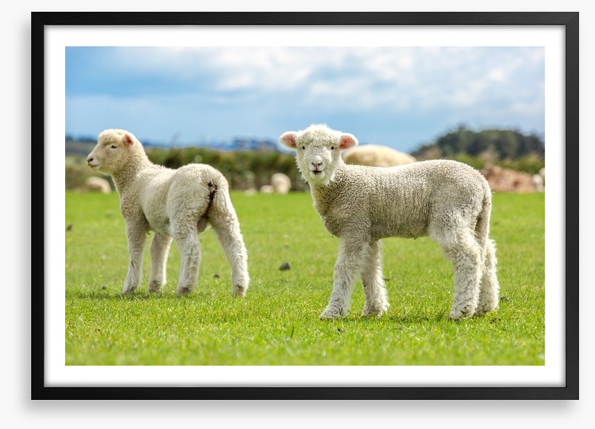 Little lost lambs