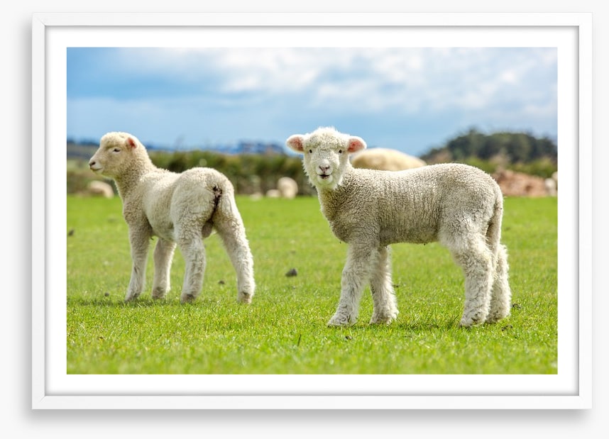 Little lost lambs