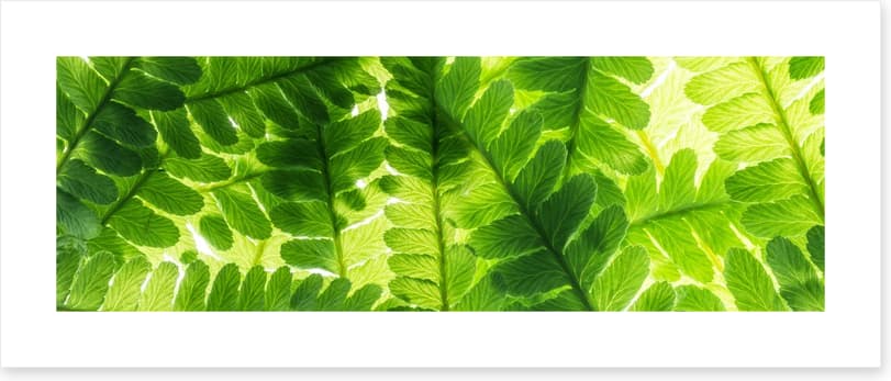Light through the leaves