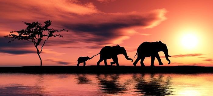Elephant family silhouette