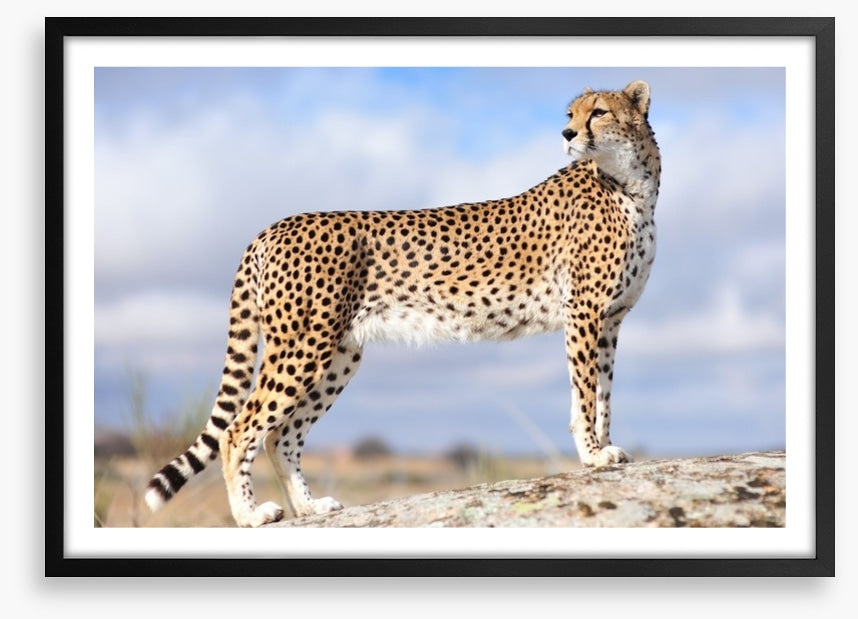 Cheetah on the lookout