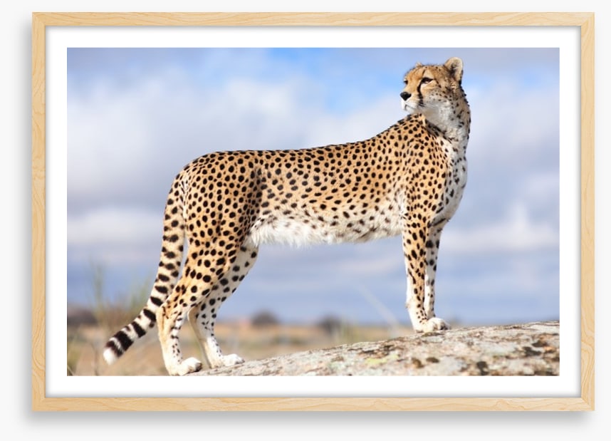 Cheetah on the lookout