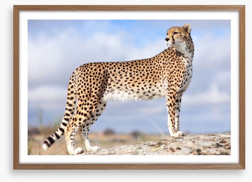 Cheetah on the lookout