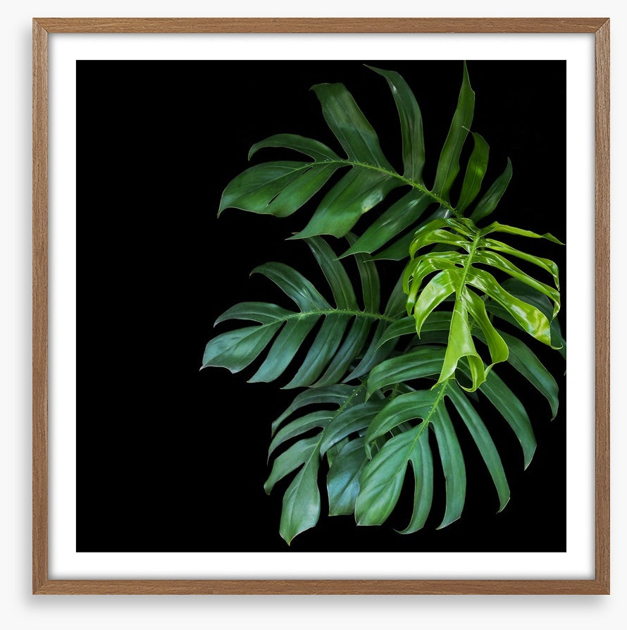 Midnight monstera