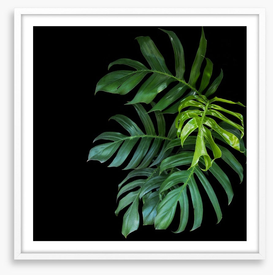 Midnight monstera