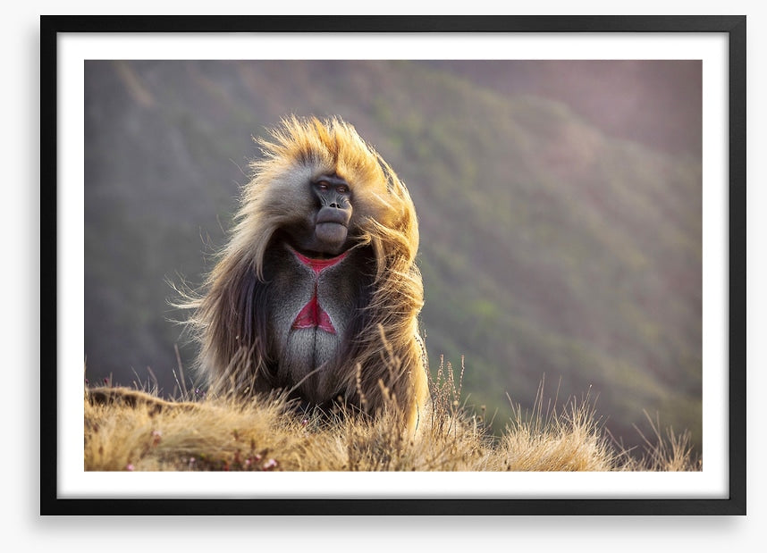 Baboon in the breeze