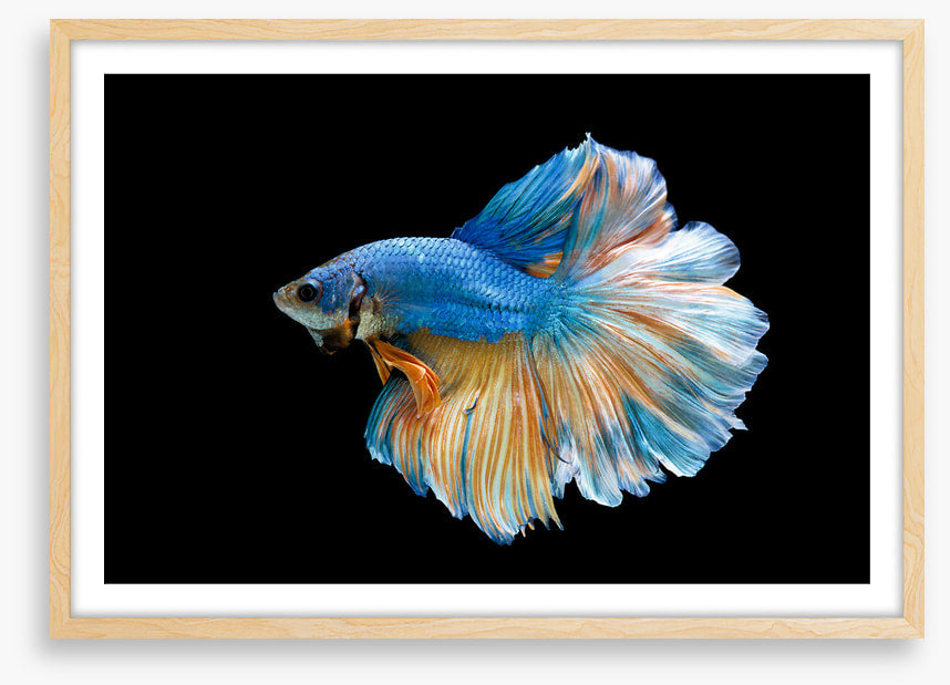Blue beauty 2