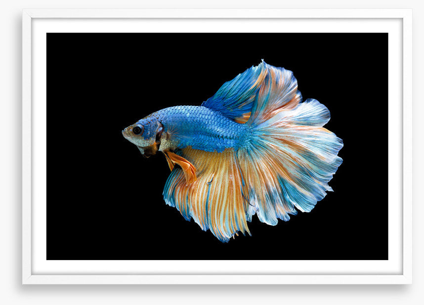 Blue beauty 2