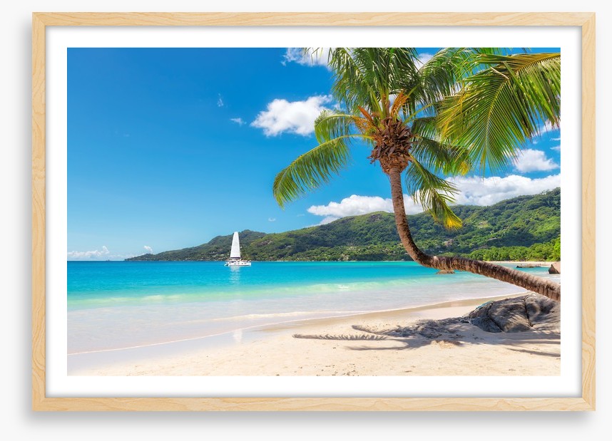 Coconut paradiso