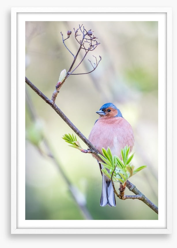 Finch of spring
