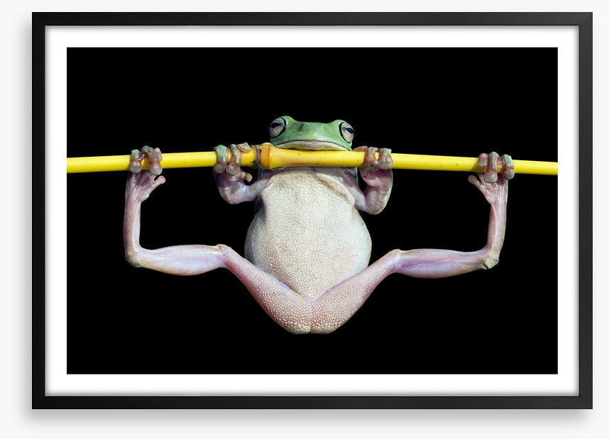 The trapeze artist