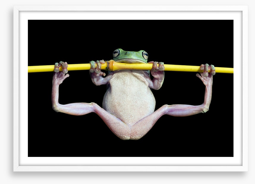 The trapeze artist