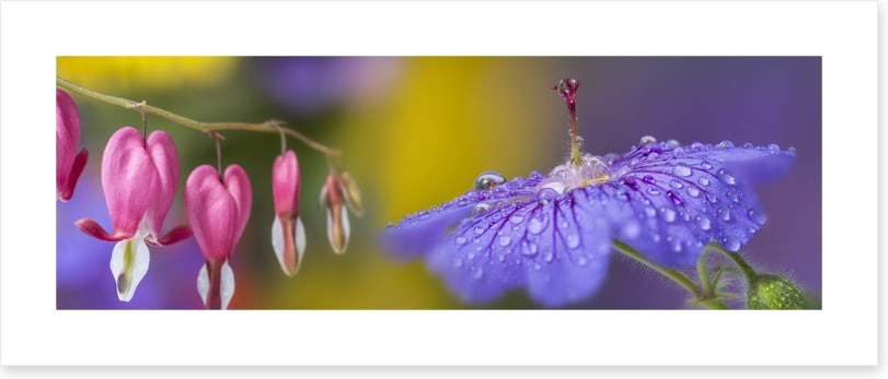 Pretty petals panorama