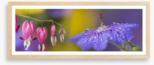 Pretty petals panorama