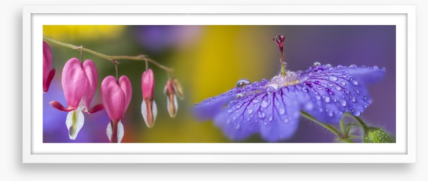 Pretty petals panorama