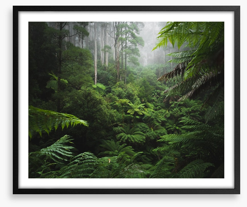 Rainforest ferns