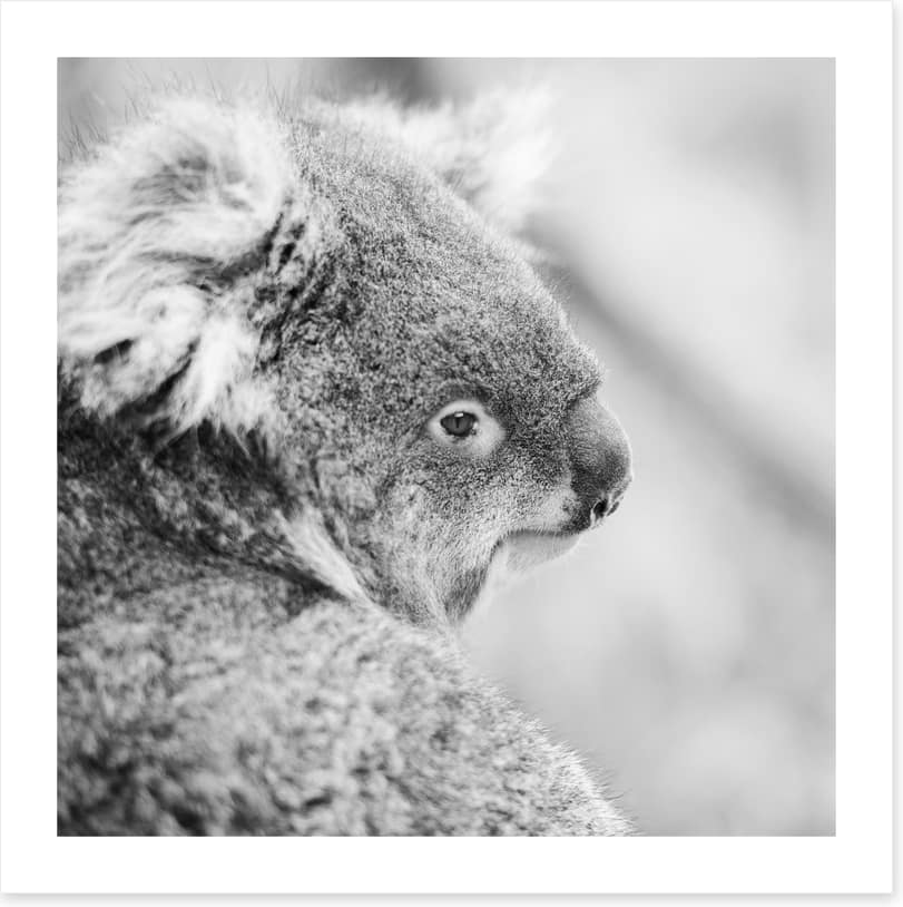 Sad koala