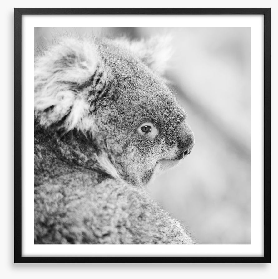 Sad koala