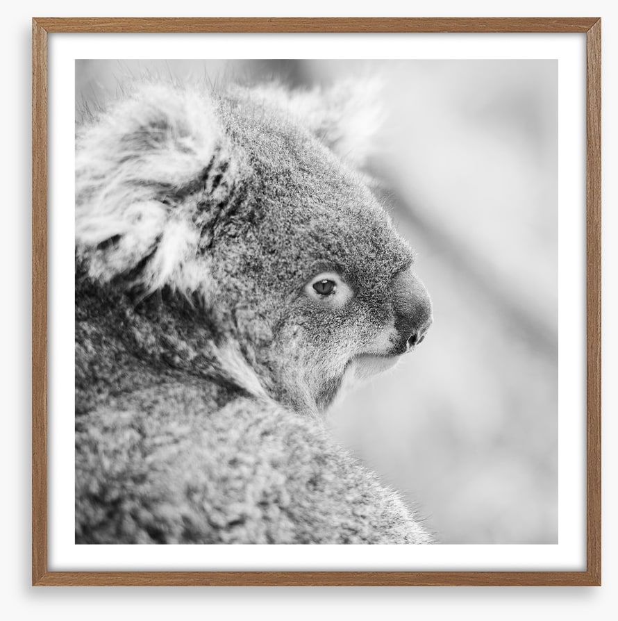 Sad koala