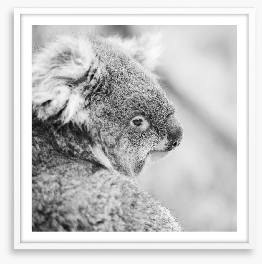 Sad koala