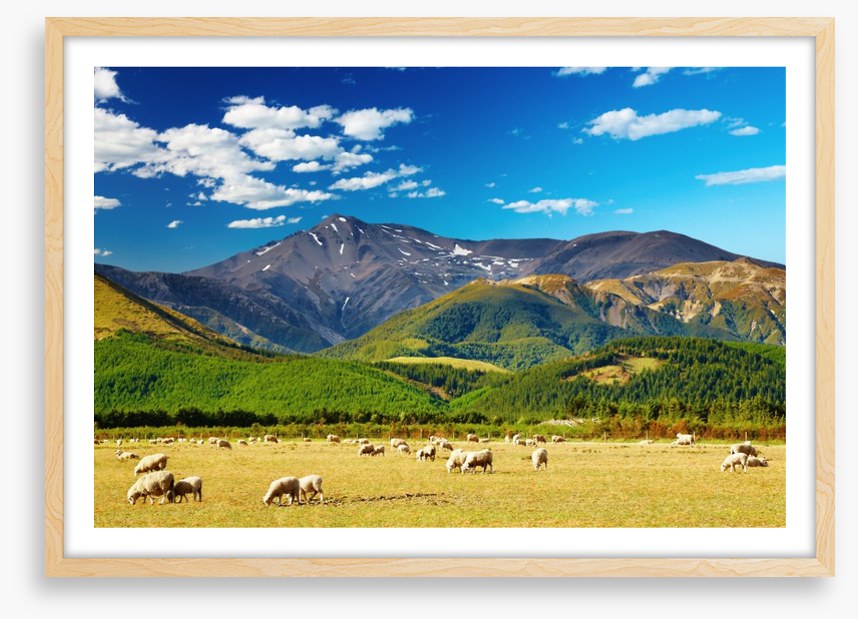 Sunshine graze