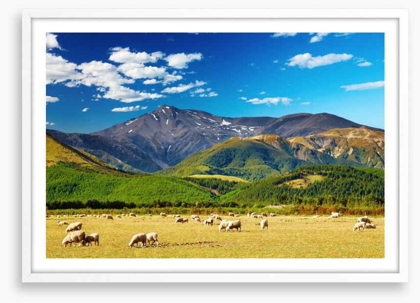Sunshine graze