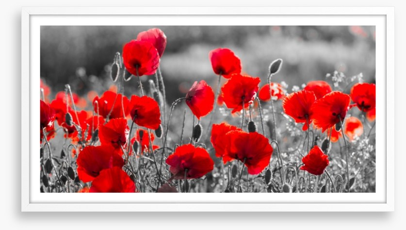 Precious poppies