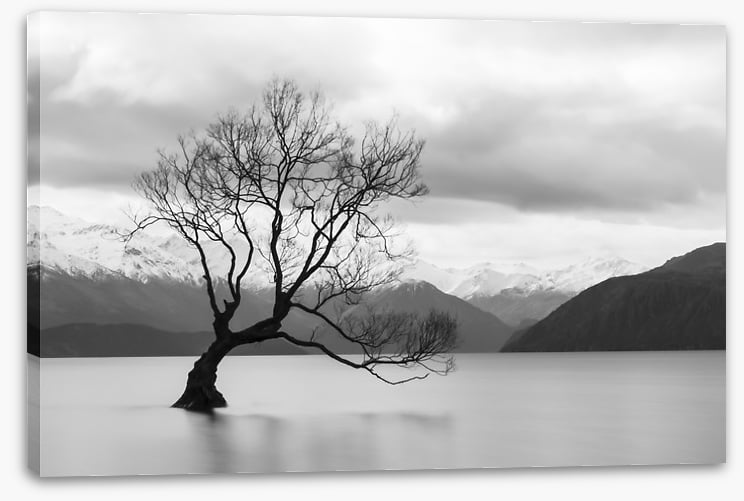 That Wanaka tree