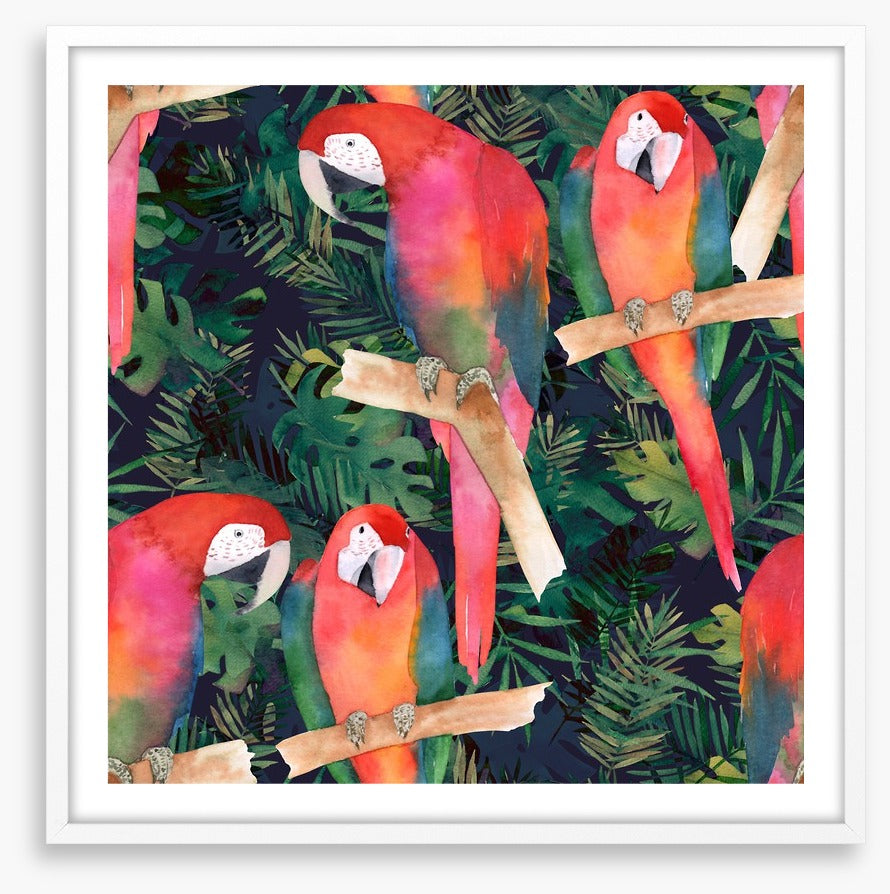 Midnight parrots