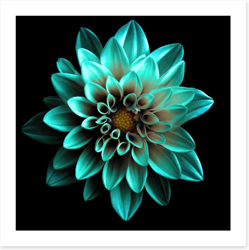 Turquoise dahlia