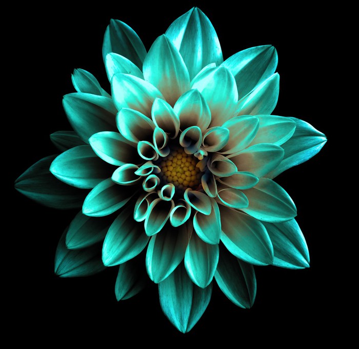 Turquoise dahlia
