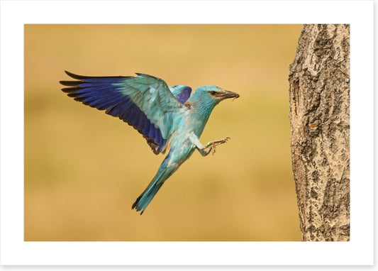 European roller landing