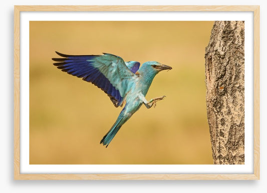 European roller landing