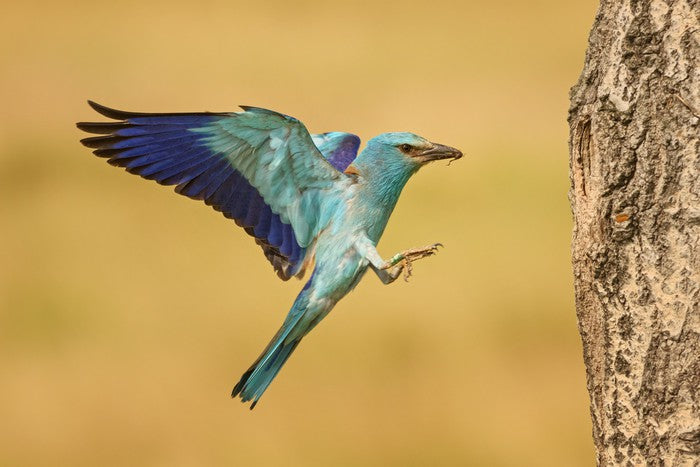 European roller landing