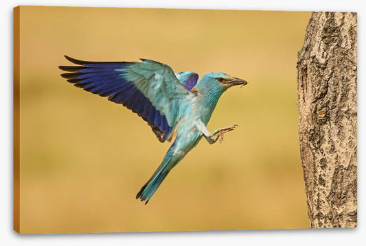 European roller landing