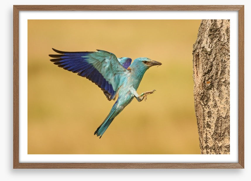 European roller landing