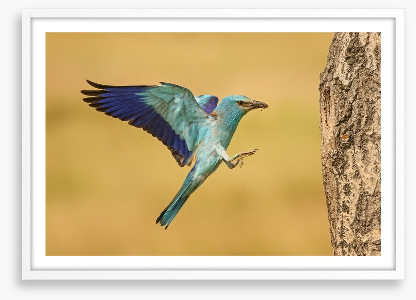 European roller landing
