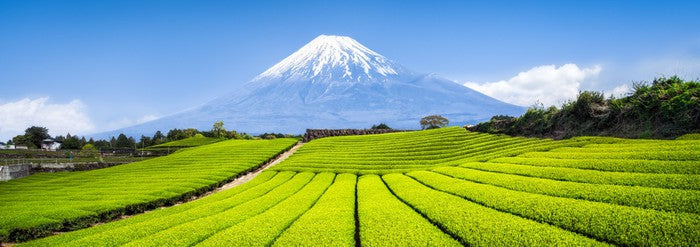 Fuji tea panorama