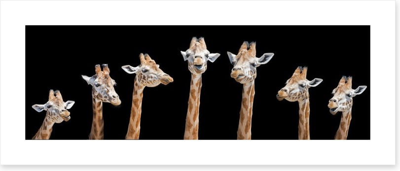 Seven giraffes