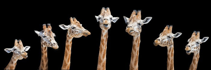 Seven giraffes