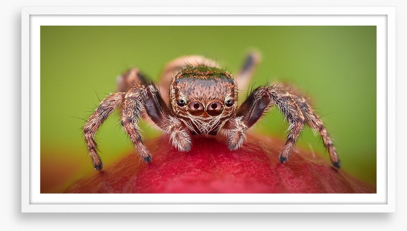 Insects