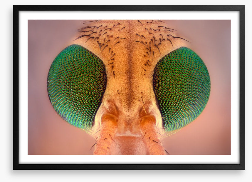 Insects
