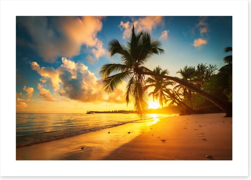 Punta Cana palms