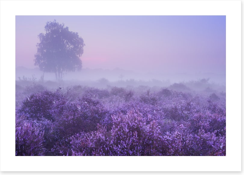 Purple dawn