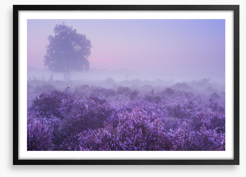 Purple dawn